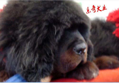 藏獒汽车多少钱