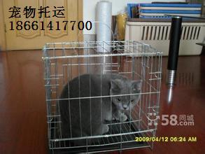 汽车托运仓鼠多少元 汽车托运仓鼠多少元