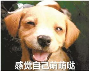 汽车狗多少钱