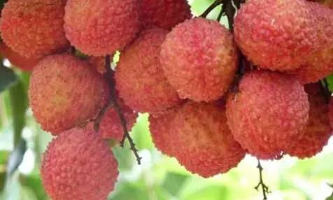 柬埔寨公主深圳摘荔枝：最爱糯米糍