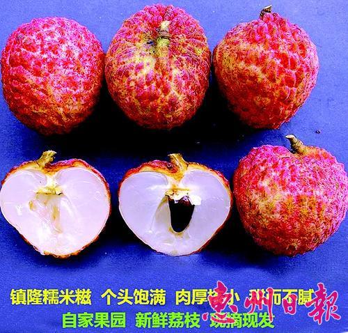 柬埔寨公主深圳摘荔枝：最爱糯米糍