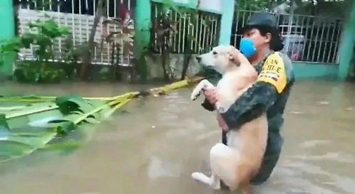 狗狗被困洪水不要救援 只等主人来接